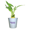 4" Lucky Bamboo in 3" Plastic Cup - 3 Shoots